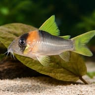 Adolfo's Cory (Corydoras adolfoi) close view showing fin and scale detail — representative image - view 4