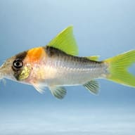 Adolfo's Cory (Corydoras adolfoi) side profile on a plain background — representative image - view 3