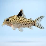 Corydoras agassizii side profile on a plain background — representative image - view 3