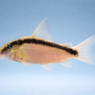 Side view of Corydoras arcuatus with a broad black stripe against pale blue - view 3