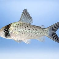 Corydoras sp. aff. sychri C53 longnose catfish on smooth sand in a planted aquarium - side profile view - view 3