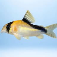 Single cory on a pale blue background, showing the dark band running from the dorsal fin to the tail - view 3