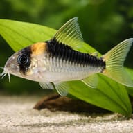 Illustrative Duplicate Cory in a planted aquarium; not a verified stock photograph - view 4