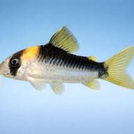 Illustrative side view of a Duplicate Cory; markings and the dispatched fish may vary - view 3