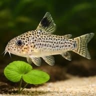 Julii Cory (Corydoras julii) close view showing fin and scale detail — representative image - view 4
