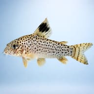 Julii Cory (Corydoras julii) side profile on a plain background — representative image - view 3