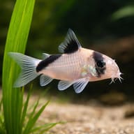 Masked Corydoras (Hoplisoma metae) beside a broad aquarium plant leaf — representative image - view 4