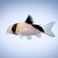 Side view of a Masked Corydoras (Hoplisoma metae) showing the dark eye mask — representative image - view 3