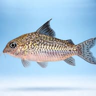 Corydoras sodalis — side profile on a plain background — representative image - view 3