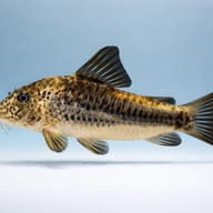 Corydoras sp. Huanta 3 - 3 — side profile on a plain background — representative image - view 3
