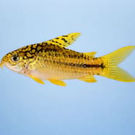 Corydoras sp. yellow cat 3 — side profile on a plain background — representative image - view 3