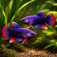 Crescent Penang Betta — pair in a planted aquarium — representative image - view 2