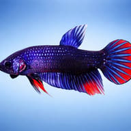 Crescent Penang Betta — side profile on a plain background — representative image - view 3