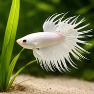 Crown Tail Male Betta close view showing fin and scale detail — representative image - view 4