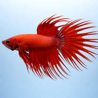 Crown Tail Male Betta side profile on a plain background — representative image - view 3