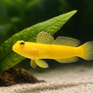 Yellow prawn-goby - Marine Aquarium Livestock — Cryptocentrus Cinctus Goby Fish for UK Aquariums - view 4