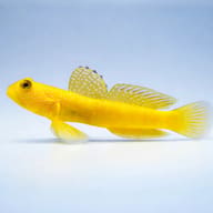 Yellow prawn-goby - Marine Aquarium Livestock — Cryptocentrus Cinctus Goby Fish for UK Aquariums - view 3