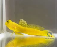 Yellow prawn-goby - Marine Aquarium Livestock — Cryptocentrus Cinctus Goby Fish for UK Aquariums - view 5