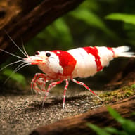 Crystal Red Shrimp (Caridina cantonensis) driftwood aquarium view - view 2
