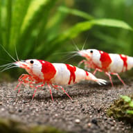 Crystal Red Shrimp (Caridina cantonensis) planted colony view - view 3