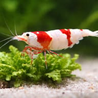 Crystal Red Shrimp (Caridina cantonensis) reference view - view 5