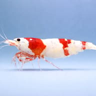Crystal Red Shrimp (Caridina cantonensis) profile view - view 4
