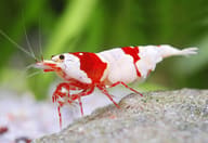 Crystal Red Shrimp (Caridina cantonensis) - view 1