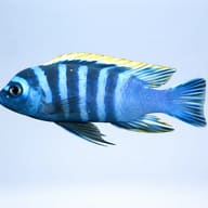 Cynotilapia edwardi 4 — side profile on a plain background — representative image - view 3