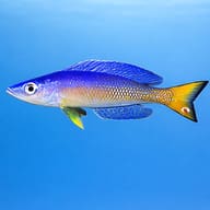 Cyprichromis lept. bulu point 4 — side profile on a plain background — representative image - view 3