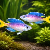 Cyprichromis lept. jumbo malasa XL — pair in a planted aquarium — representative image - view 2