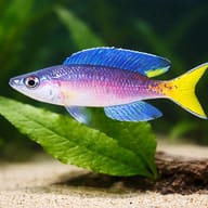 Cyprichromis lept. jumbo malasa XL — close view showing fin and scale detail — representative image - view 4