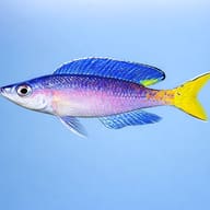Cyprichromis lept. jumbo malasa XL — side profile on a plain background — representative image - view 3