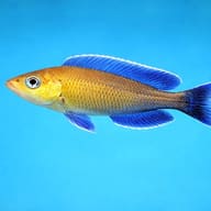 Cyprichromis lept. jumbo turquise flame 3 — side profile on a plain background — representative image - view 3