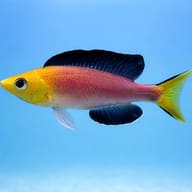 Cyprichromis lept. jumbo yellow 4 — side profile on a plain background — representative image - view 3
