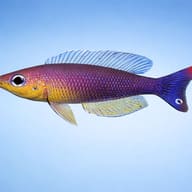 Cyprichromis lept. kigoma 3 — side profile on a plain background — representative image - view 3
