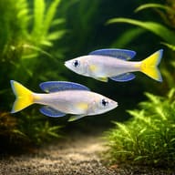 Cyprichromis leptosoma mpulungu - Cichlid Fish — pair in a planted aquarium — representative image - view 2