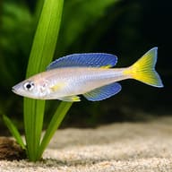 Cyprichromis leptosoma mpulungu - Cichlid Fish — close view showing fin and scale detail — representative image - view 4