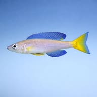 Cyprichromis leptosoma mpulungu - Cichlid Fish — side profile on a plain background — representative image - view 3