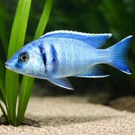 Cyrtocara elektra 4 — close view showing fin and scale detail — representative image - view 4