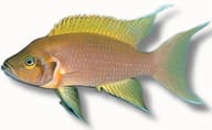 Daffodil Cichlid, Neolamprologus pulcher - view 5