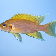 Daffodil Cichlid side profile, Neolamprologus pulcher — representative image - view 3