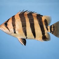 Datnioides qadrifasciatus 4 — side profile on a plain background — representative image - view 3