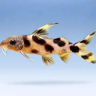 Decorated Upside-Down Catfi — side profile on a plain background — representative image - view 3