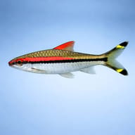 Representative side view of Denison Barb (Dawkinsia denisonii); actual fish, markings and size vary - view 3