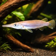 Dermogenys sp. silver 4 — representative image - view 1