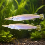Dermogenys sp. silver 4 — pair in a planted aquarium — representative image - view 2
