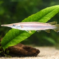 Dermogenys sp. silver 4 — close view showing fin and scale detail — representative image - view 4
