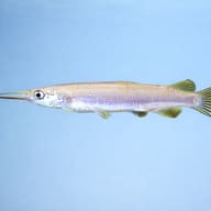 Dermogenys sp. silver 4 — side profile on a plain background — representative image - view 3