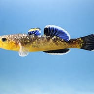 Desert Goby — side profile on a plain background — representative image - view 3