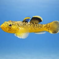 Desert Goby Gold (Chlamydogobius eremius) side profile showing compact goby body shape — representative image - view 3
